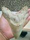 Collectibles Indonesian Super Rare Giant Intact Megalodon Real Tooth 6,8 Inch