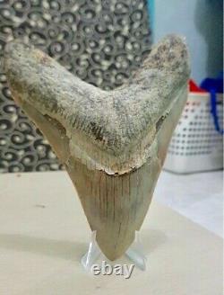 Collectibles Indonesian Super Rare Giant INTACT Megalodon Real Tooth 6,8 Inch