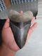 Collectibles Rare Giant 7,08 Predicted As Giant Megalodon Tooth Shark Indonesia