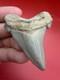 Collector Grade Angustidens Shark Tooth 2.47 Megalodon Ancestor S. Carolina