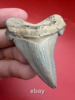 Collector Grade Angustidens Shark Tooth 2.47 Megalodon Ancestor S. Carolina