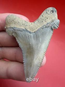 Collector Grade Angustidens Shark Tooth 2.47 Megalodon Ancestor S. Carolina