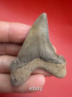 Collector Grade Angustidens Shark Tooth 2.47 Megalodon Ancestor S. Carolina