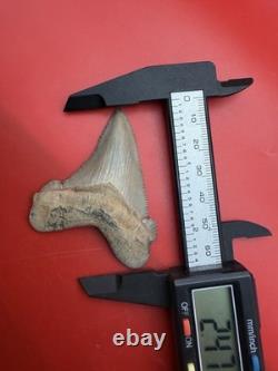 Collector Grade Angustidens Shark Tooth 2.47 Megalodon Ancestor S. Carolina