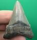 Collector Grade Angustidens Shark Tooth Fossil Megalodon Ancestor 1.95
