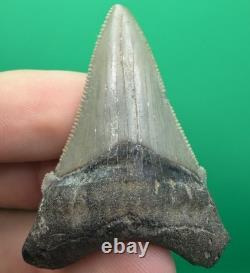 Collector Grade Angustidens Shark Tooth Fossil Megalodon Ancestor 1.95