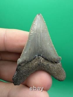 Collector Grade Angustidens Shark Tooth Fossil Megalodon Ancestor 1.95