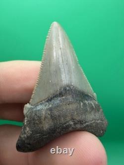 Collector Grade Angustidens Shark Tooth Fossil Megalodon Ancestor 1.95