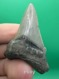 Collector Grade Angustidens Shark Tooth Fossil Megalodon Ancestor 1.95