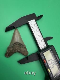 Collector Grade Angustidens Shark Tooth Fossil Megalodon Ancestor 1.95