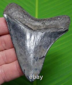 Collector Grade Megalodon Shark Tooth 3 & 11/16 -serrated Real Fossil