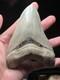 Collector Grade Top 1% Megalodon Fossil Shark Tooth All Natural Indo Fossils Gem