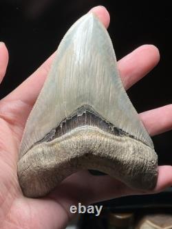 Collector Grade Top 1% Megalodon Fossil Shark Tooth All Natural Indo Fossils Gem