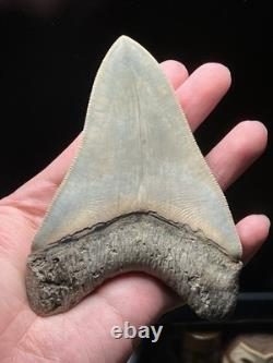 Collector Grade Top 1% Megalodon Fossil Shark Tooth All Natural Indo Fossils Gem