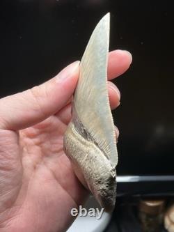 Collector Grade Top 1% Megalodon Fossil Shark Tooth All Natural Indo Fossils Gem