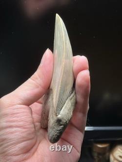 Collector Grade Top 1% Megalodon Fossil Shark Tooth All Natural Indo Fossils Gem