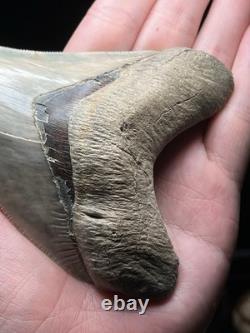Collector Grade Top 1% Megalodon Fossil Shark Tooth All Natural Indo Fossils Gem