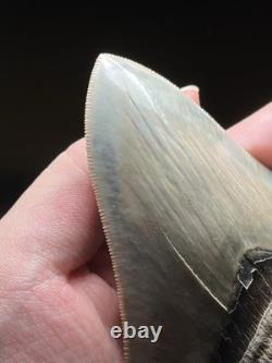 Collector Grade Top 1% Megalodon Fossil Shark Tooth All Natural Indo Fossils Gem