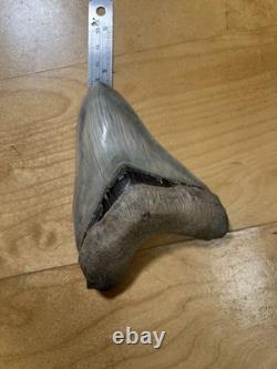Collector Grade Top 1% Megalodon Fossil Shark Tooth All Natural Indo Fossils Gem