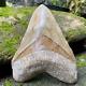 Collector Museum 6.8 White Fossil Megalodon Serrated Shark Tooth Indonesia