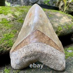 Collector Museum 6.8 White Fossil Megalodon Serrated Shark Tooth Indonesia