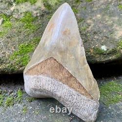 Collector Museum 6.8 White Fossil Megalodon Serrated Shark Tooth Indonesia