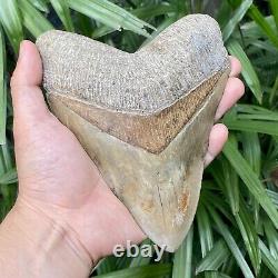 Collector Museum 6.8 White Fossil Megalodon Serrated Shark Tooth Indonesia