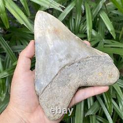 Collector Museum 6.8 White Fossil Megalodon Serrated Shark Tooth Indonesia