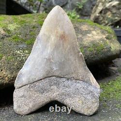 Collector Museum 6.8 White Fossil Megalodon Serrated Shark Tooth Indonesia