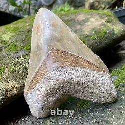 Collector Museum 6.8 White Fossil Megalodon Serrated Shark Tooth Indonesia