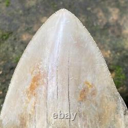 Collector Museum 6.8 White Fossil Megalodon Serrated Shark Tooth Indonesia