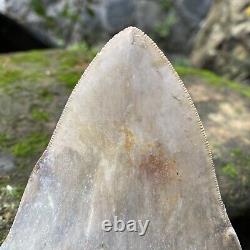 Collector Museum 6.8 White Fossil Megalodon Serrated Shark Tooth Indonesia