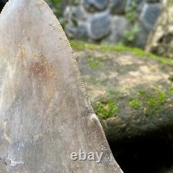 Collector Museum 6.8 White Fossil Megalodon Serrated Shark Tooth Indonesia