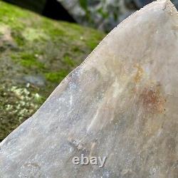 Collector Museum 6.8 White Fossil Megalodon Serrated Shark Tooth Indonesia