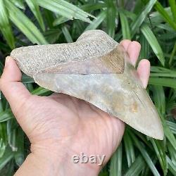Collector Museum 6.8 White Fossil Megalodon Serrated Shark Tooth Indonesia