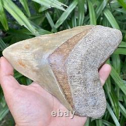 Collector Museum 6.8 White Fossil Megalodon Serrated Shark Tooth Indonesia