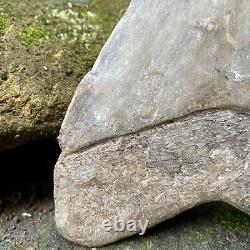 Collector Museum 6.8 White Fossil Megalodon Serrated Shark Tooth Indonesia