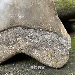 Collector Museum 6.8 White Fossil Megalodon Serrated Shark Tooth Indonesia