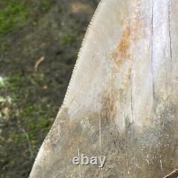 Collector Museum 6.8 White Fossil Megalodon Serrated Shark Tooth Indonesia