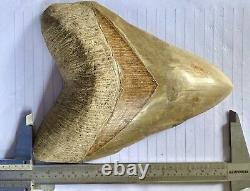 Collector Museum 6.8 White Fossil Megalodon Serrated Shark Tooth Indonesia