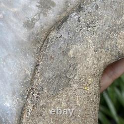 Collector Museum 6.8 White Fossil Megalodon Serrated Shark Tooth Indonesia