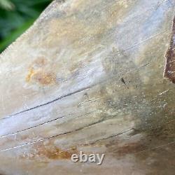 Collector Museum 6.8 White Fossil Megalodon Serrated Shark Tooth Indonesia