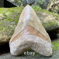 Collector Museum 6.8 White Fossil Megalodon Serrated Shark Tooth Indonesia