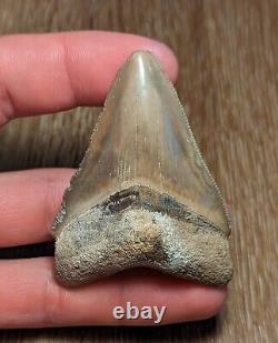 Collector Quality 2.5 Glossy Bone Valley Megalodon Shark Tooth Florida