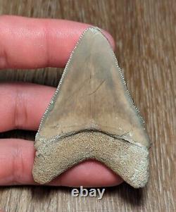 Collector Quality 2.5 Glossy Bone Valley Megalodon Shark Tooth Florida