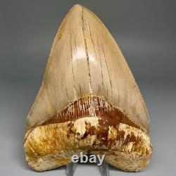 Collector Quality 5.85 Fossil INDONESIAN MEGALODON Shark Tooth Very Sharp