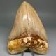 Collector Quality 5.85 Fossil Indonesian Megalodon Shark Tooth Very Sharp