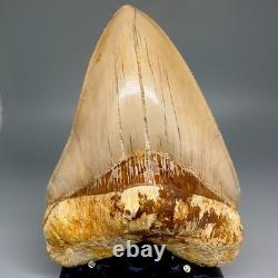 Collector Quality 5.85 Fossil INDONESIAN MEGALODON Shark Tooth Very Sharp