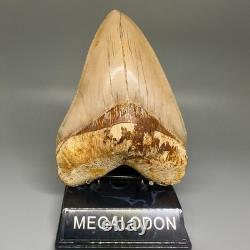 Collector Quality 5.85 Fossil INDONESIAN MEGALODON Shark Tooth Very Sharp