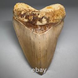 Collector Quality 5.85 Fossil INDONESIAN MEGALODON Shark Tooth Very Sharp